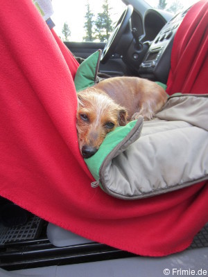 Hund auf Beifahrersitz